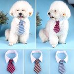 Fashion Windsor Ties for Pets