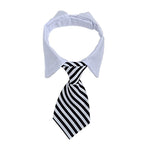 Fashion Windsor Ties for Pets