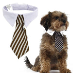 Fashion Windsor Ties for Pets